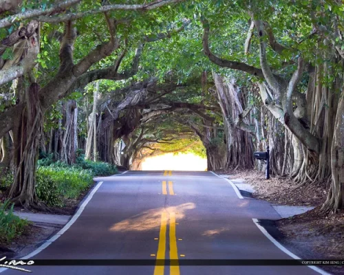 Banyan-Tree-Road-Stuart-Florida-Martin-County